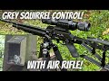 Air rifle squirrel control at the feeder station with fx dreamline  jsb hades pellets