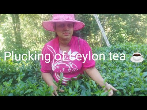 A Beautiful Day In My Village Life Plucking Ceylon Tea And Chilli Making Healthy Juice
