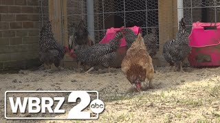 EBR school introduces new agriculture initiative to turn farm skills into life skills