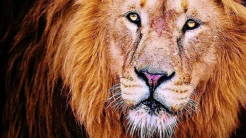 Quando il leone ruggisce frasi?