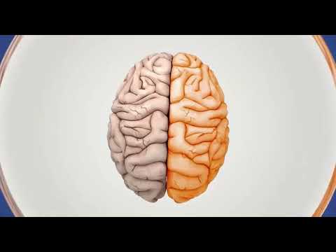 فيديو: ماذا يحتوي الدماغ؟