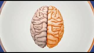 مكونات دماغ الإنسان - الجهاز العصبى
