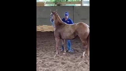 Witness The Transformation: Unhandled Horse to First Ride! | The Horse Guru-Michael Gascon