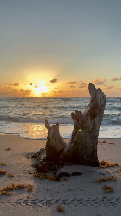 Good morning sunshine! #Beach #Ocean #Driftwood #sunrise