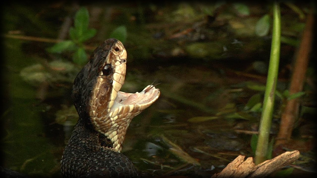 diamondbacks manager Aggressive Cottonmouth 03 Music