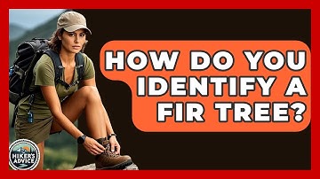 How Do You Identify A Fir Tree? - The Hiker