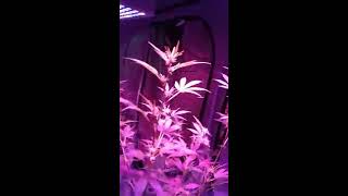 My first indoor grow #37 Shout out to TNBNATURALS and NukeHead grow setups preview 😎