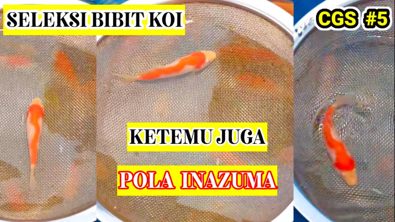 Teknik Seleksi Warna Koi sejak Kecil untuk Hasil Optimal Teknik Seleksi Warna Koi sejak Kecil untuk Hasil Optimal