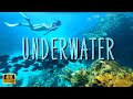 Merveilles sousmarines  musique dambiance  vie marine colore et rcifs coralliens en 4k