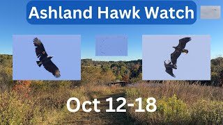 Ashland Hawk Watch Update Week 7: Highlights and Raptor Identification Practice (Oct 12-18)