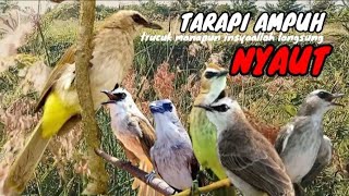 trucukan gacor TARUNG ROPEL PANJANG pancingan trucukan agar bunyi jadikan burung trucuk