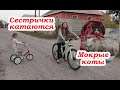 VLOG Выкупали котов 🐈