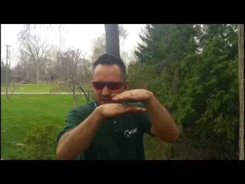 فيديو: Taxus Yew Shrubs - كيفية زراعة شجيرات الطقسوس