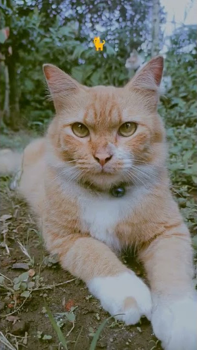 Dj milaku #fyp #djmix #djpokemonremix #tiktok #tiktokkucing #viral #shorts #dj #kucing #reels