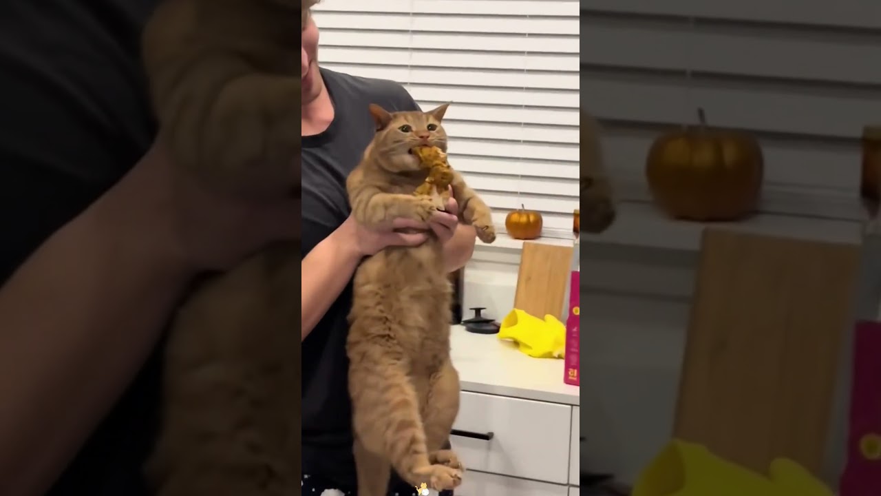 Funny orange cat 