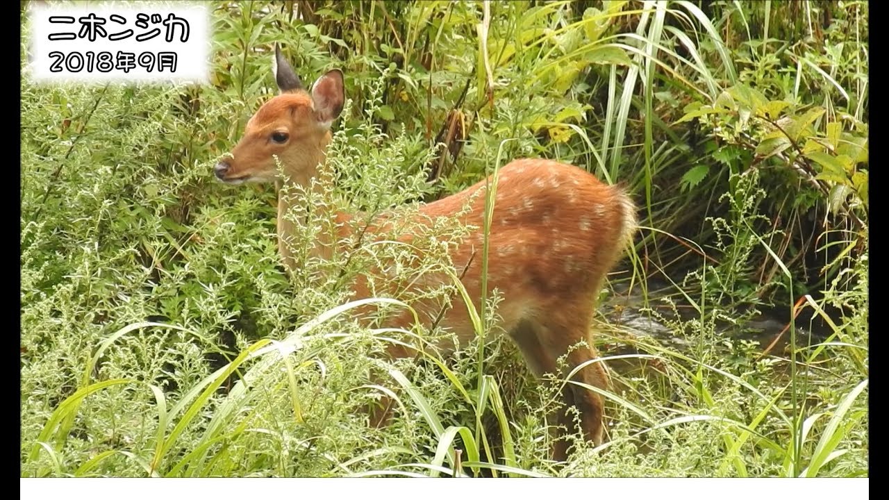 ニホンジカ Sika deer (Cervus nippon)【狩猟獣】 - YouTube
