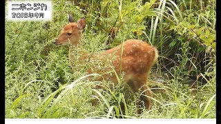 ニホンジカ Sika deer (Cervus nippon)【狩猟獣】 - YouTube