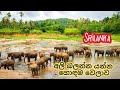 Pinnawala elephant orphanagepinnawala pinnawala elephantpinnawala ali anatha garaya