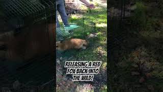 Releasing a beautiful red fox back into the wild!￼