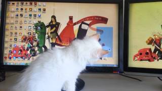 Ryuka Is Playing With Mouse Pointer