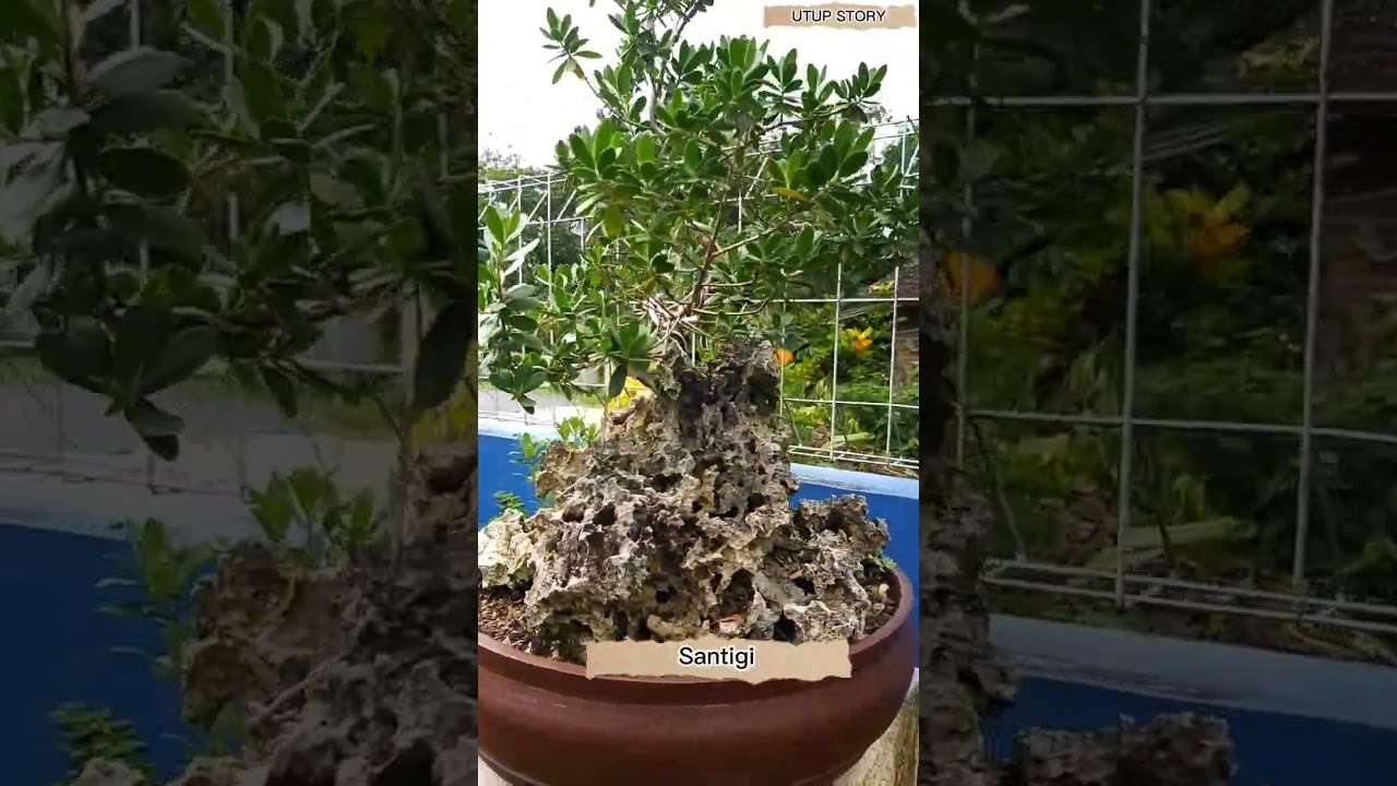 Bonsai Santigi on the Rock