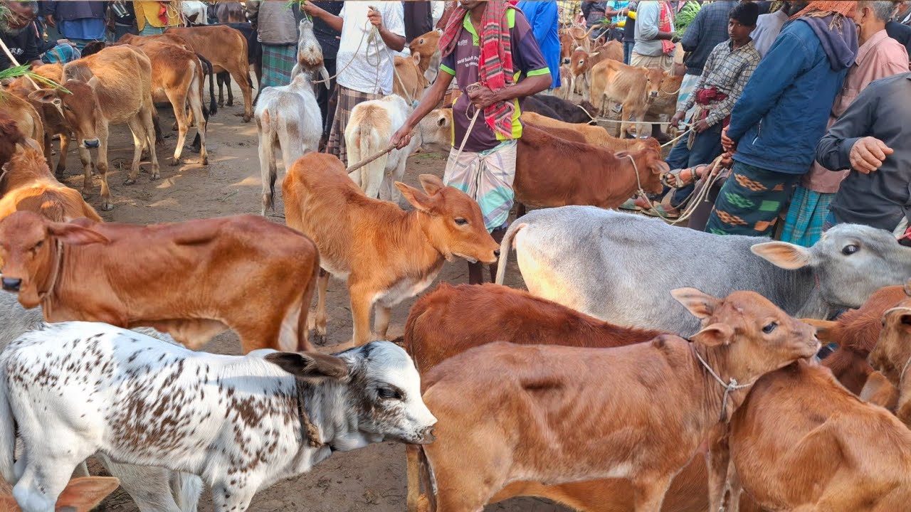 আজ ২১/২/২৬ | সবচেয়ে ছোট ছোট ষাঁড় ও বকনা বাছুর গরুর দাম | আমবাড়ী হাট 