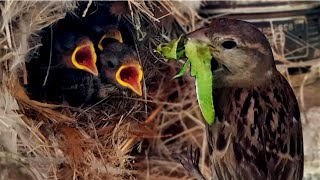 Sparrow feeding babies in nest/what does sparrow eat?