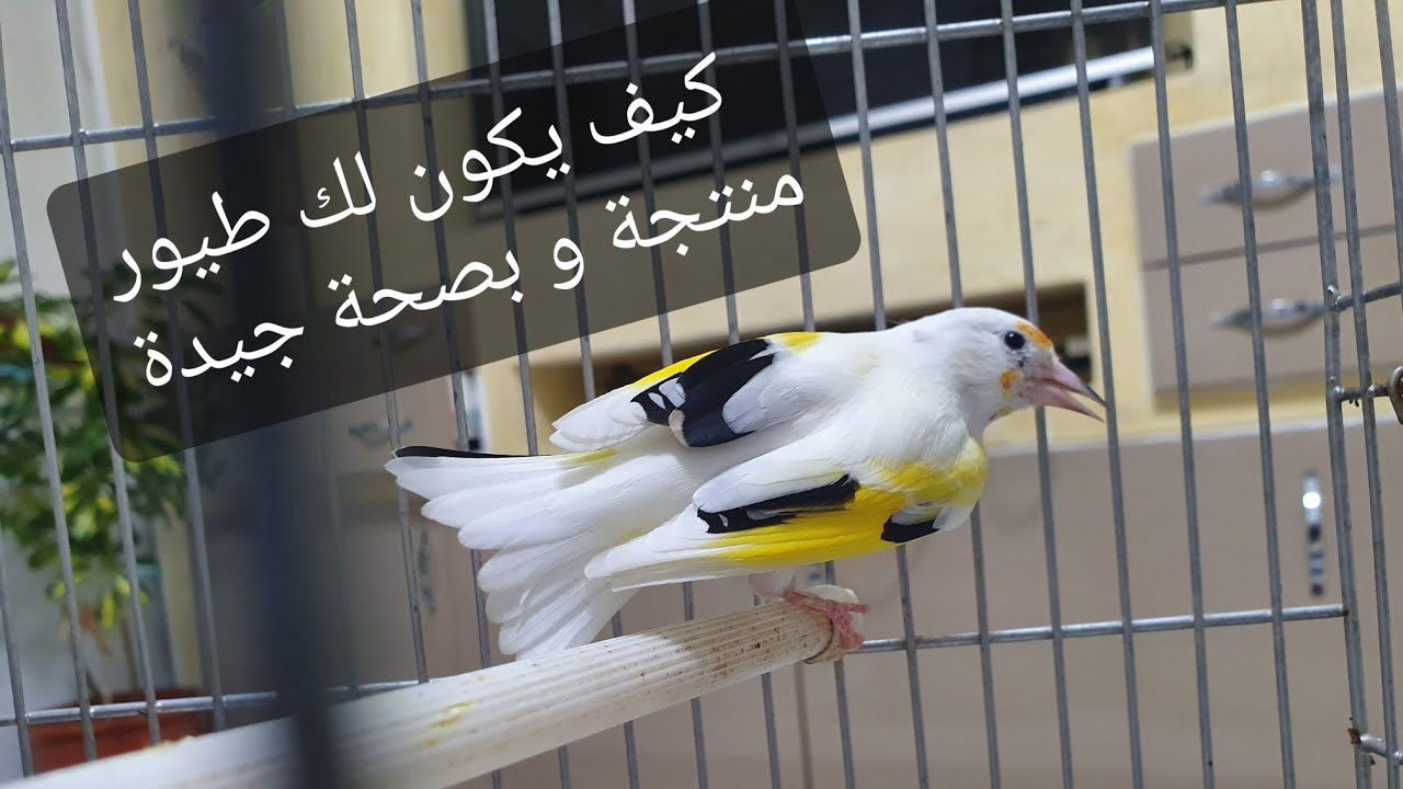 نصائح حول طرق التربية الصحيحة للطيور لتفادي الأمراض و كل العراقيل التي يواجهها المربي في الإنتاج