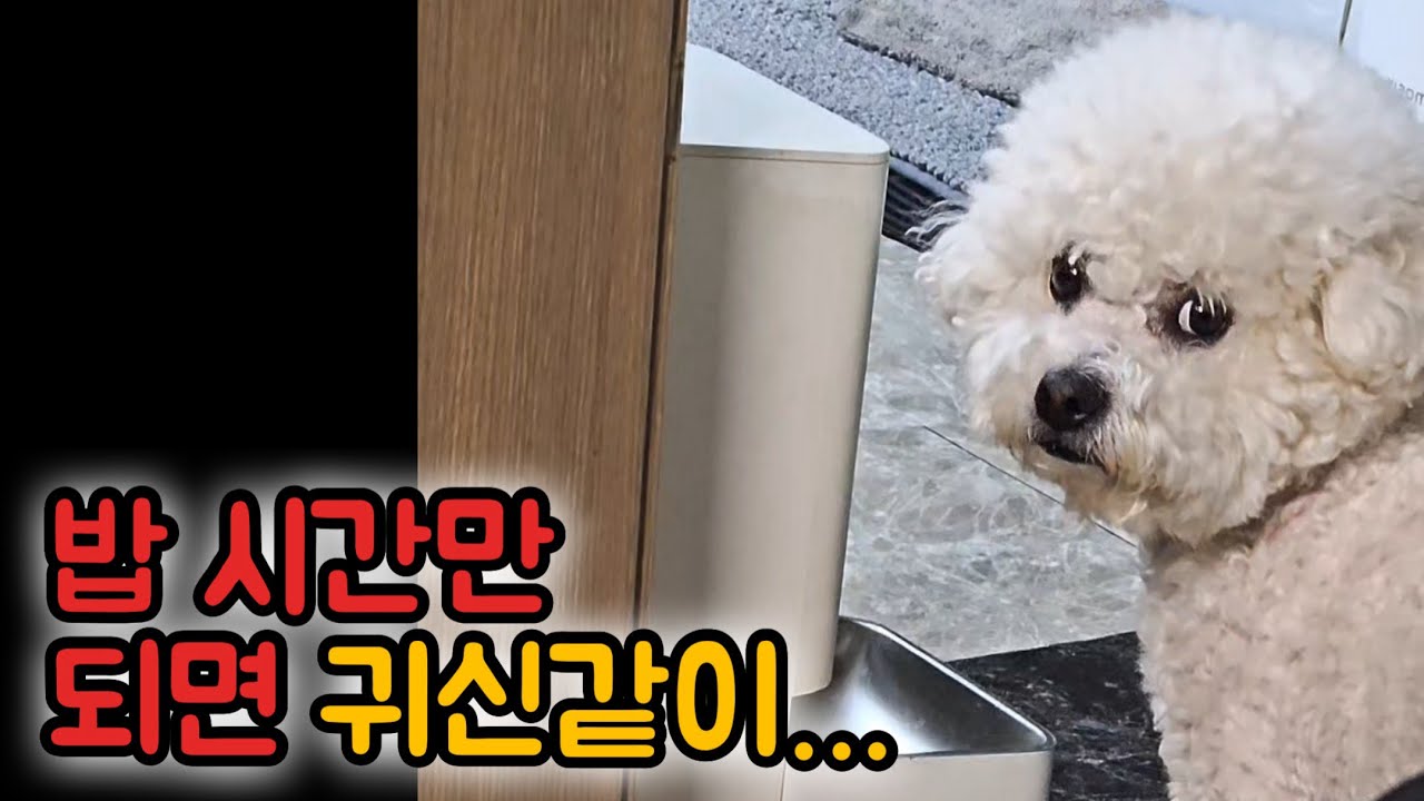 밥 시간 10분 전부터 대기 타는 강아지.. 너 시계 볼 줄 알지?