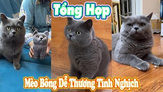 Tổng Hợp Mèo Bông Dễ Thương Tinh Nghịch Có Ba Mẹ Yêu Mèo