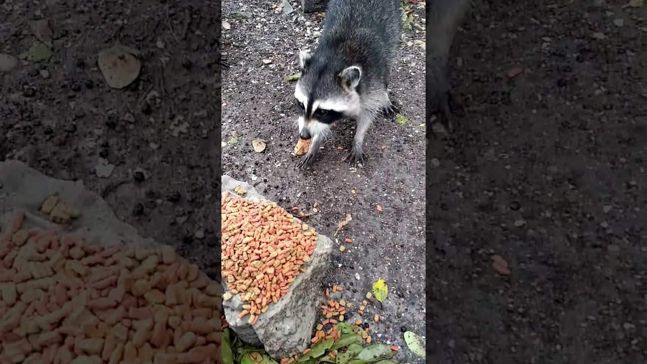 Colony Cats 