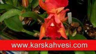 Download lagu Asik Zülfiye_Ehdi Peyman Asik Zülfiye_Ehdi Peyman