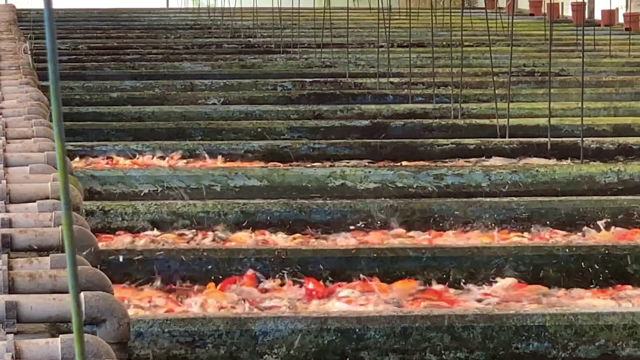 דגי קוי נאווים בברכות הגידול של קיבוץ הזורע