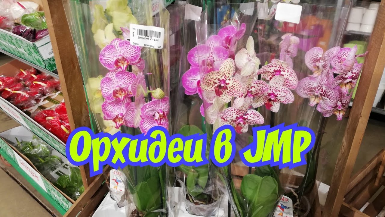 Орхидеи уценка. JMP Flowers орхидеи. Оптовая база орхидей. Орхидеи на фуд Сити. Оптовая база фаленопсис.