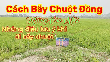 Cách bẫy chuột đồng không cần mồi...và những lưu ý khi đi bẫy chuột... Tèo Ngố TV.