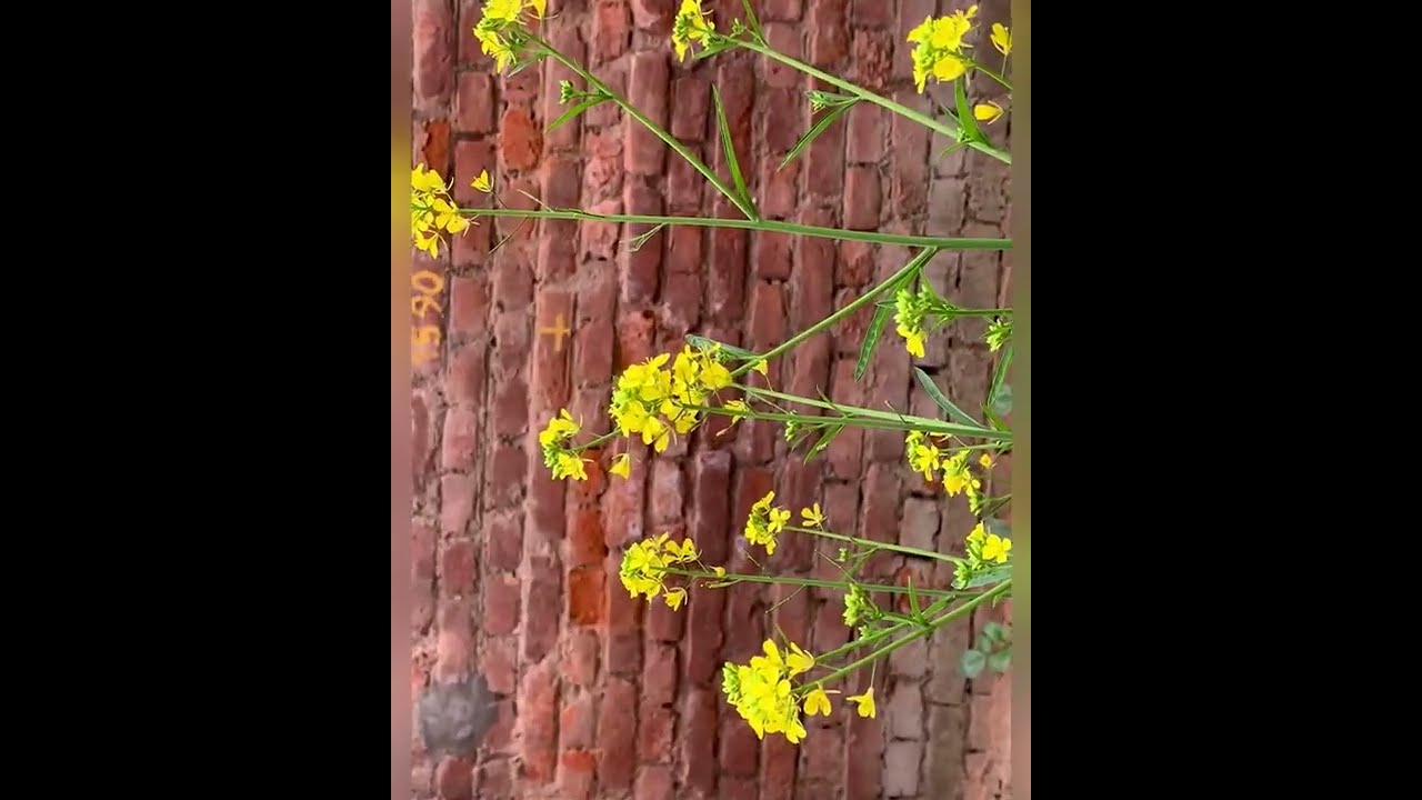Nature Photography Ideas With Phone Macro Photography With Mobile Nature Photography Ideas With Phone Macro Photography With Mobile