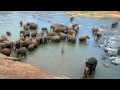 Pinnawala Elephant Orphanage