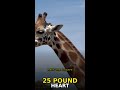 This Animal's Heart Weighs 25 Pounds 💓🦒