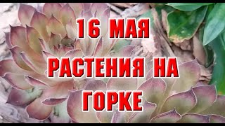 16 мая.  Растения на каменной клумбе