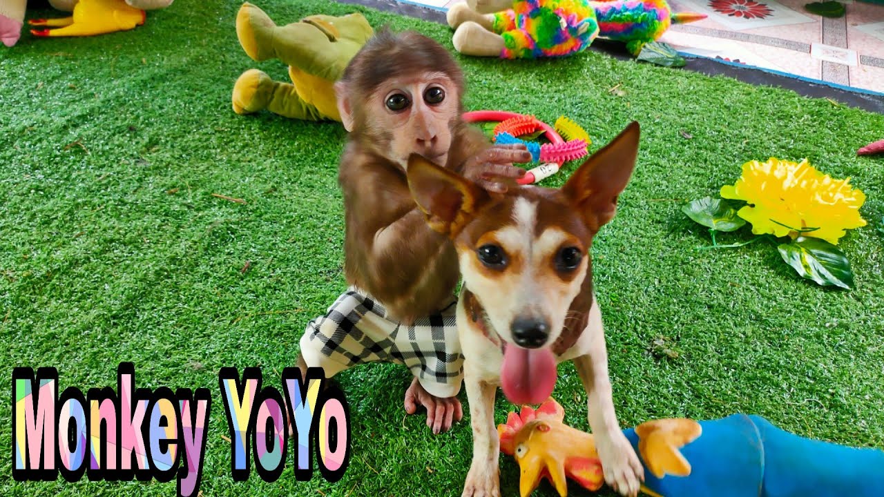 Monkey YoYo JR and Milk dog are happy together Monkey Baby YoYo YouTube