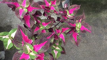 Shoot Apical Meristem Dissection 1