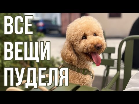 Все вещи нашего пуделя | Что необходимо для содержания Капуча | Обновленная версия #poodle #dog