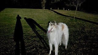 Arlo the GIANT Borzoi dog for friends of Arlo  || Mash up video || gorgeous fluffy dog videos by Angie and Arlo the Borzoi ADVENTURES 116 views 9 months ago 7 minutes, 35 seconds