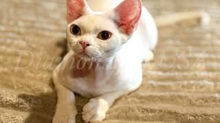 Devon Rex Kittens for Sale | Diamonds of USA Cat Breeder in San Antonio, Boerne, New Braunfels