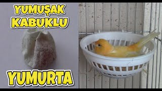 KANARYANIN TUHAF YUMURTASI  😨 screenshot 1