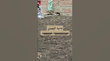 نادية الجندي لا تعليق 