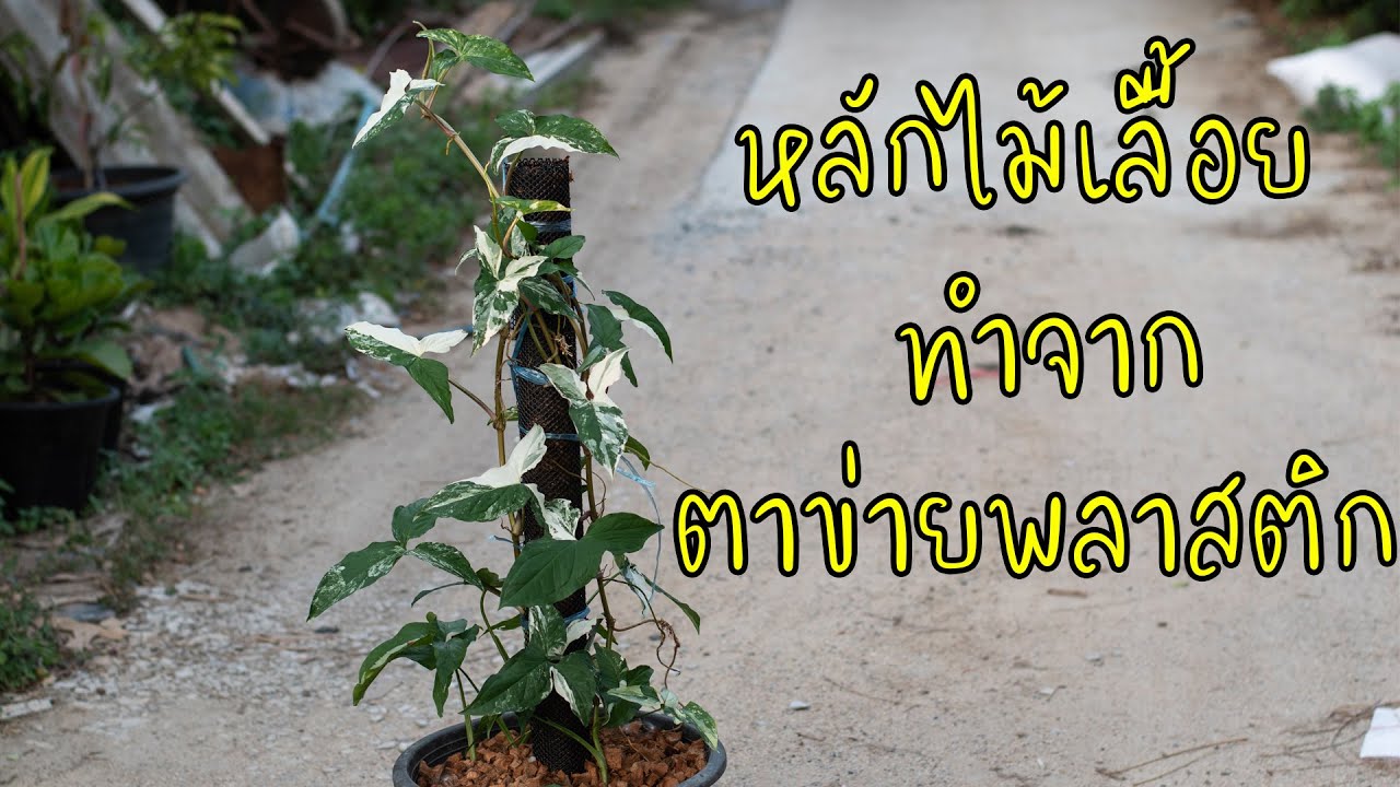 วิธีการทำหลักไม้เลื้อย ด้วยตาข่ายพลาสติก สวนลุงช้อย เงินไหลมาด่าง