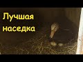 Посадил индоутку на яйцо. Лучшая Наседка