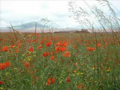 In Flanders Fields