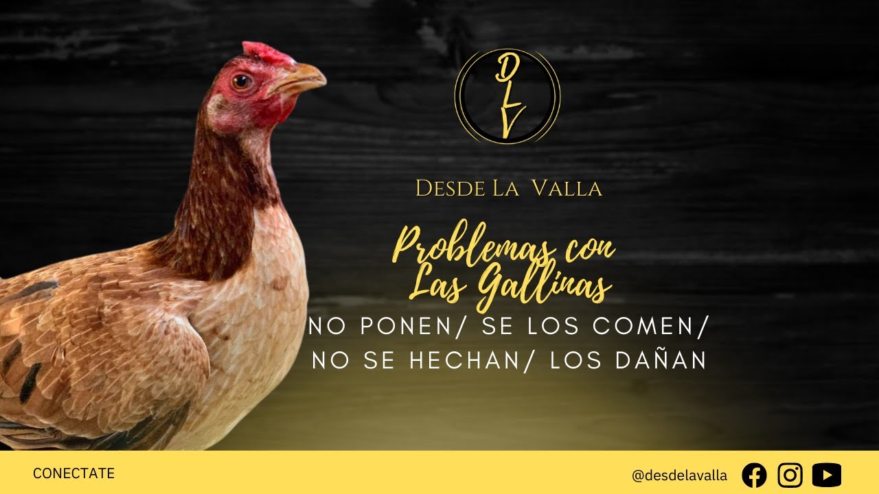 PROBLEMAS CON LAS GALLINAS